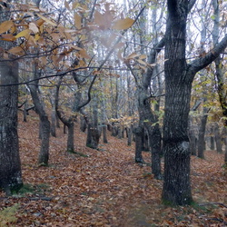 16-11-20 Agüera-Espinosa